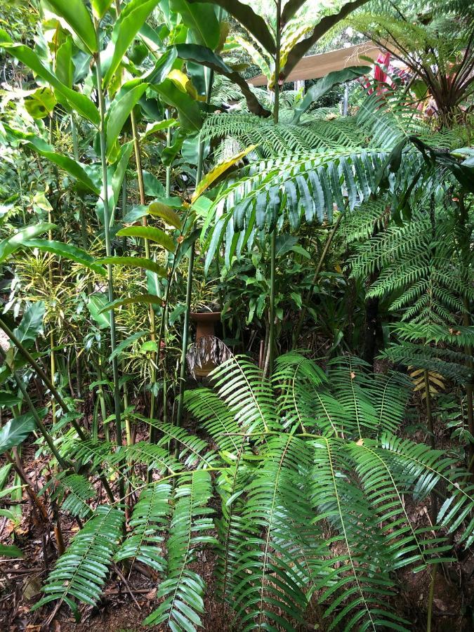 Mossman Gorge Bed And Breakfast Exterior photo